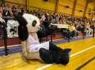 VIDÉO. Basket à Alençon : le public du gymnase Louvrier digne de la montée en Ligue 2