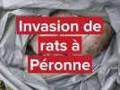 Des habitants de Péronne envahis par des rats