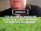 Macabre découverte au sud de Toulouse : ce randonneur tombe sur le corps d'un cerf sans tête.