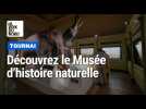 Un lieu insolite à découvrir à seulement trente minutes de Lille: le Musée d'histoire naturelle de Tournai