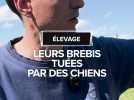 23 brebis égorgées par des chiens errants aux portes de Toulouse