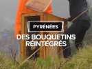 Lâcher de cinq bouquetins dans les Pyrénées