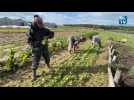 Atelier maraîchage au jardin des Vauzelles avec l'ESAT de Cognac