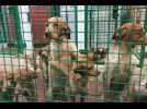 VIDÉO. Dénuitris, 20 chiots provenant d'un élevage clandestin recueillis par la SPA de Lorient