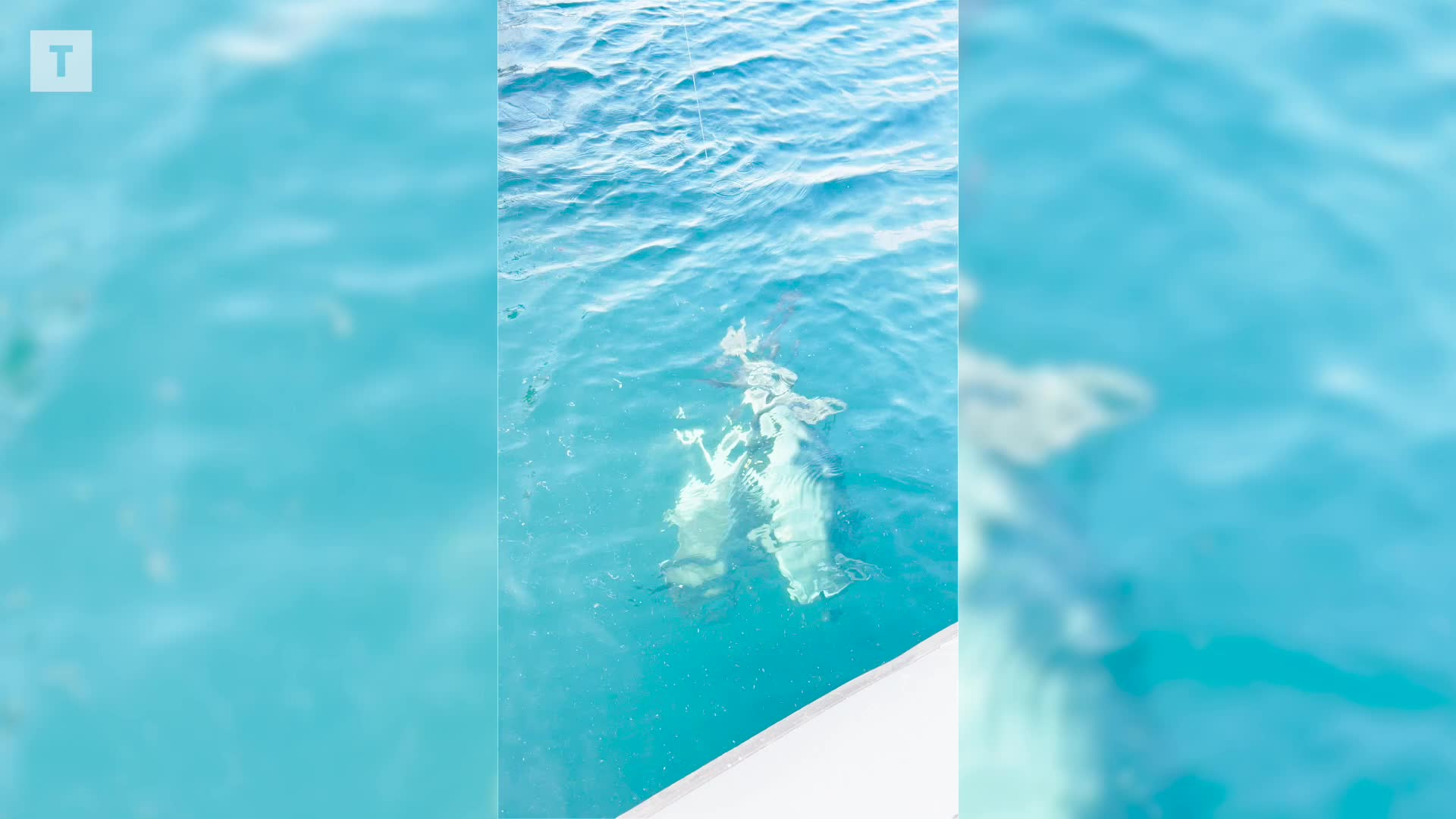 Au Conquet, il a pêché deux thons en même temps [Vidéo]