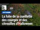 Automne: la folie de la cueillette des courges et des citrouilles d'Halloween