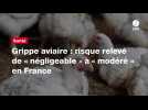 VIDÉO. Grippe aviaire : risque relevé de « négligeable 