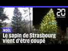 Le sapin de Noël de Strasbourg vient d'être coupé