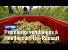 Hendecourt-lès-Ransart : Premières vendanges sur une parcelle de Nicolas De Diesbach