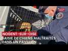 Saisie de chiens maltraités dans un pavillon de Nogent-sur-Oise