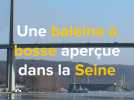 Une baleine à bosse aperçue dans la Seine