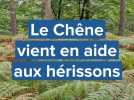 Le Chêne au secours des hérissons