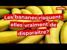 Les bananes risquent-elles vraiment de disparaître?