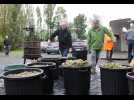 VIDÉO. Vendanges : ces vignerons amateurs fabriquent leur propre vin près de Sablé-sur-Sarthe