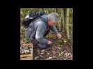 Cueillette des champignons en forêt de Marchiennes avec un mycologue