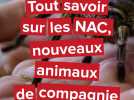 Tout savoir sur les NAC, les Nouveaux animaux de compagnie