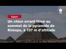 VIDEO. Un chien errant filmé au sommet de la pyramide de Khéops, à 137 m d'altitude