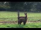 VIDEO. Alpagas, poneys, lapins, une nouvelle ferme pédagogique dans le sud de la Sarthe