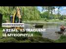 Traitement de choc contre une plante invasive au parc Léo à Reims