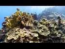 L'épisode mondial de blanchissement des coraux continue de s'aggraver
