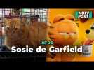 Le chat sosie de Garfield retrouvé en Malaisie grâce à une compétition de félins