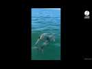 VIDÉO. Des dauphins nagent au large de l'île d'Hoëdic, dans le Morbihan