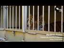 VIDÉO. D'Auray à la Belgique, l'association Free Life a pris en charge la tigresse Yasmine