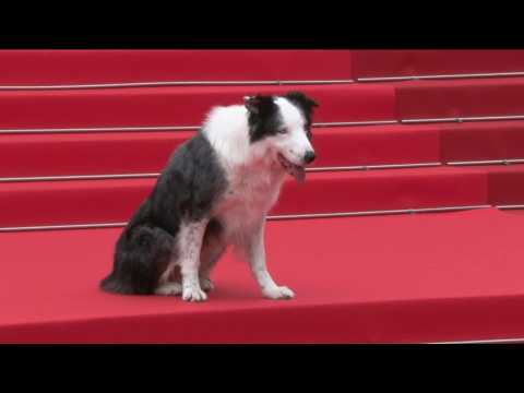 Cannes: Messi, dog star of 'Anatomy of a Fall', on the red carpet