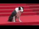Cannes: Messi, dog star of 'Anatomy of a Fall', on the red carpet