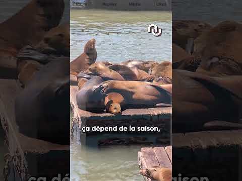 Les otaries envahissent San Francisco #shorts