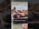 Les otaries envahissent San Francisco #shorts