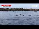 VIDÉO. « Un moment de quiétude » avec les phoques de la mer d'Iroise, au large du Finistère