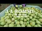 LA POMME : DE SON ARBRE A VOTRE ASSIETTE