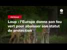 VIDEO. Loup : l'Europe donne son feu faire pour abaisser son statut de protection