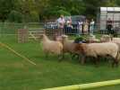 Wambrechies : Les bergers australiens d'Ecozoone et leur troupeau de moutons au parc de Robersart