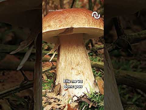 Ce champignon qu'on trouve sur Google Image n'existe pas, et ça peut être très dangereux. #shorts