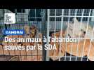 Cambrai: la SDA intervient chez un particulier décédé pour retirer des animaux