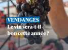 Vendanges dans la Côte roannaise : le vin sera-t-il bon cette année 2024 ?