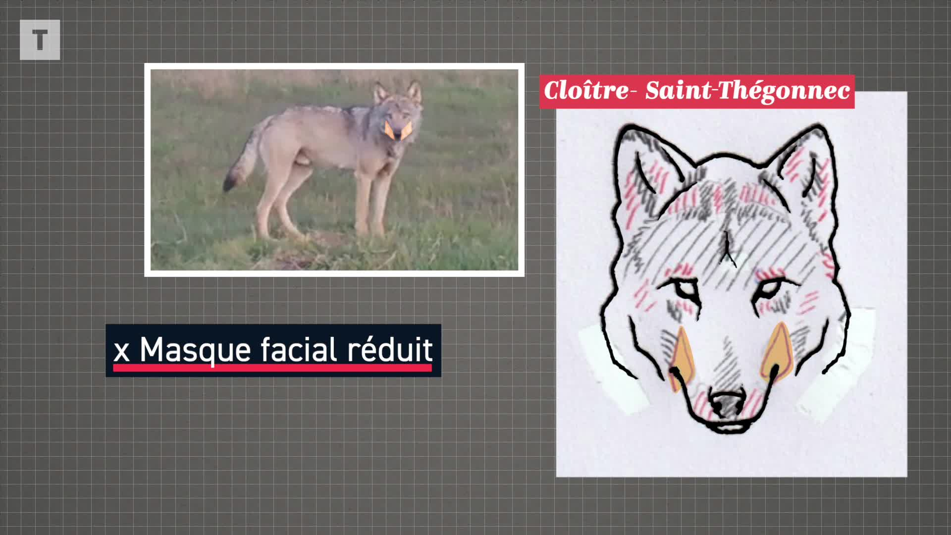 En Bretagne, au moins quatre loups distincts identifiés grâce à une nouvelle étude [Vidéo]