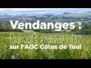 Tout savoir sur les vendanges des Côtes de Toul