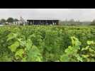 VENDANGES / La pluie perturbe le début de la récolte