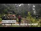 L'impressionnant déplacement d'une partie du gros chêne de Boult-aux-Bois