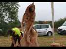 VIDEO. Le championnat de France de sculptures à la tronçonneuse enchante le comice de Brûlon