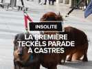 La première parade de Teckels à Castres rassemble 200 chiens