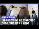 En Australie, ce manchot de 23 kilos est devenu une star