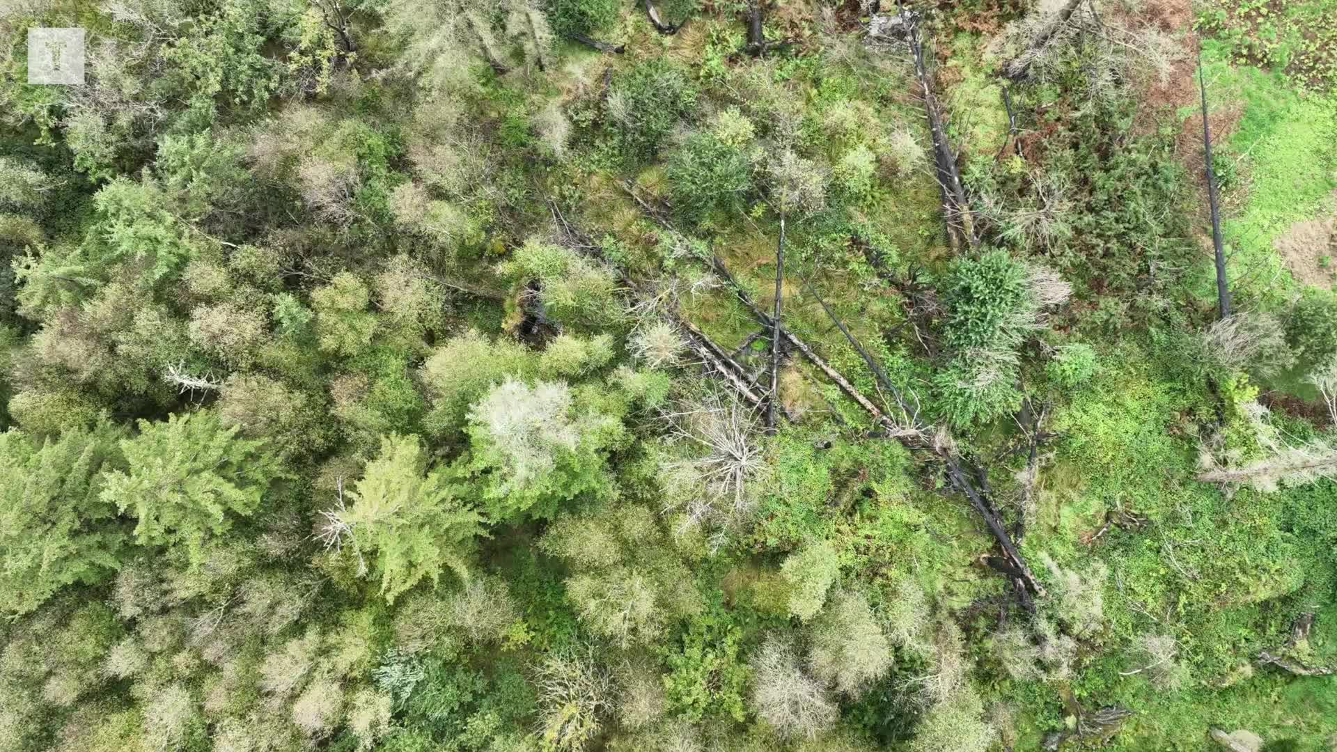 Dans quel état sont les landes des monts d'Arrée deux ans après les incendies ? [Vidéo]