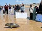 À Sangatte, deux phoques gris ont retrouvé le large sous le soleil grâce à la LPA