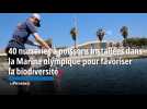 40 nurseries à poissons installées dans la Marina olympique pour favoriser la biodiversité
