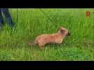 Vidéo Adoptez-les ! - Ces chiens et chats attendent au refuge de Nargis : découvrez les portraits de Jolie, Scotty, Honey, Havane Loki, Cocaïne, Jasmine, Zumba, Zoom, Zazou et Velours Vidéo Adoptez-les ! - Ces chiens et chats attendent au refuge de Nargis : découvrez les portraits de Jolie, Scotty, Honey, Havane Loki, Cocaïne, Jasmine, Zumba, Zoom, Zazou et Velours