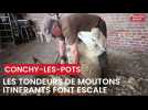 Ces tondeurs de mouton itinérants ont fait escale dans une ferme de Conchy-les-Pots